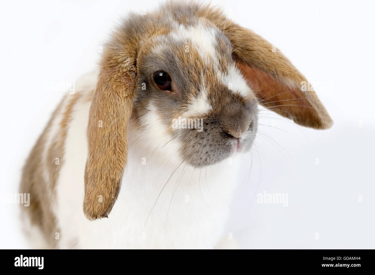 Coniglio Lop-Eared contro uno sfondo bianco Foto Stock