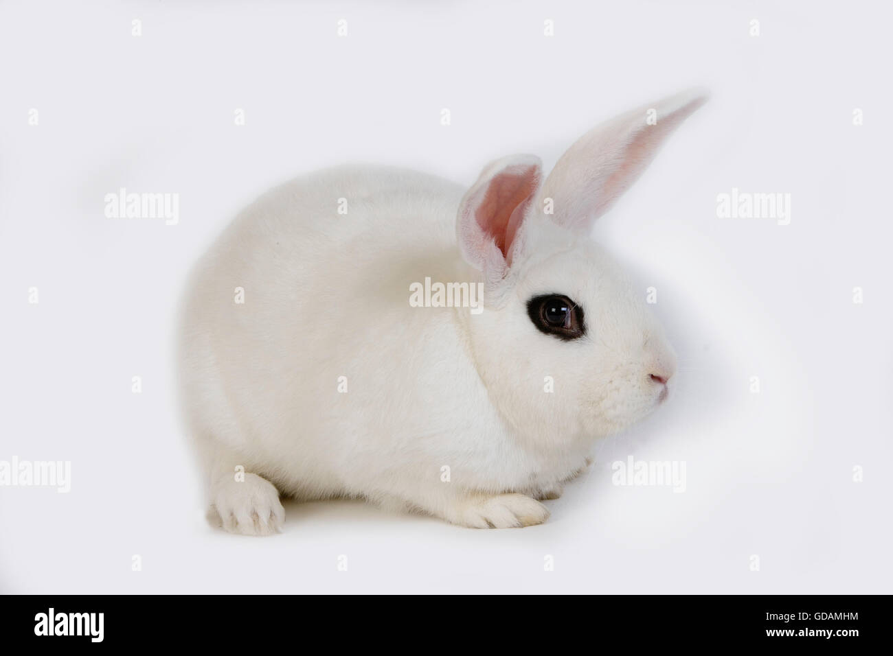 Hotot coniglio domestico, una razza dalla Normandia Foto Stock