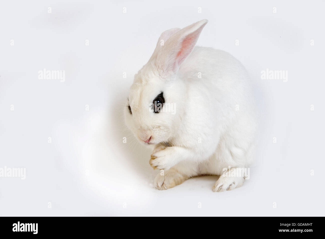 Hotot coniglio domestico, una razza dalla Normandia Foto Stock