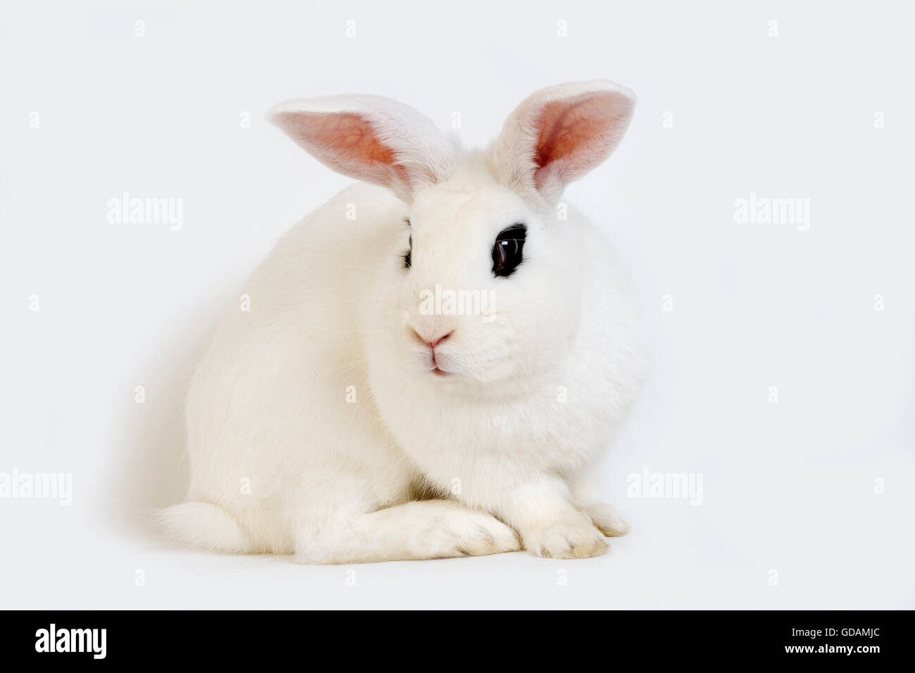 Hotot coniglio domestico, una razza dalla Normandia Foto Stock