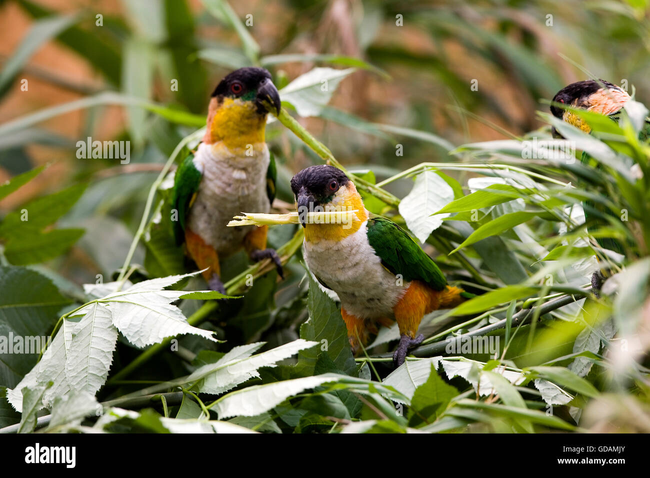 Testa nera Parrot, pionites melanocephala, adulti tra le foglie Foto Stock