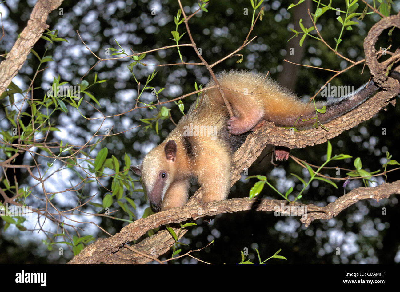 ANTEATER Southern Tamandua tetradactyla, adulti nella struttura ad albero Foto Stock