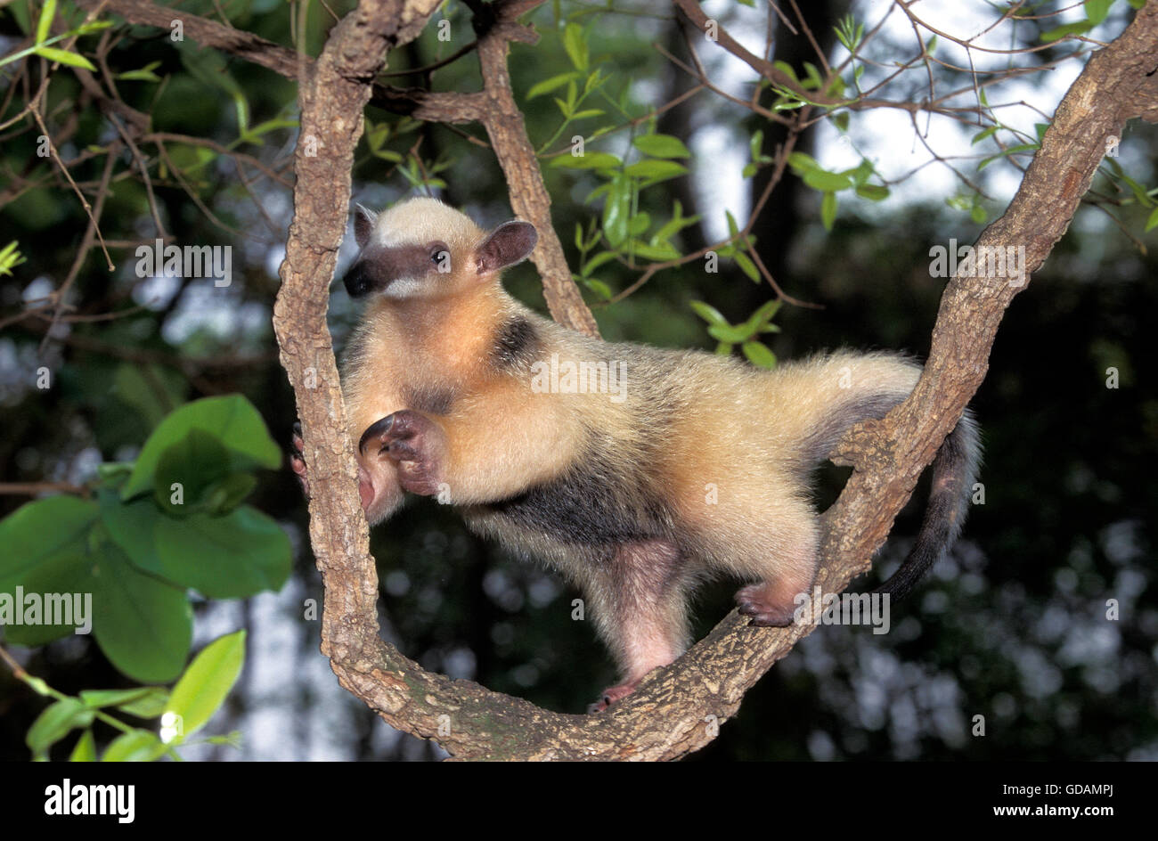 ANTEATER Southern Tamandua tetradactyla, adulti sul ramo Foto Stock