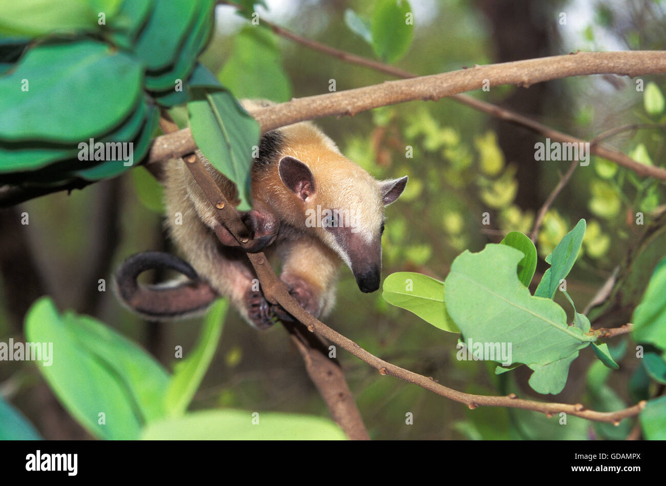 ANTEATER Southern Tamandua tetradactyla, adulti nella struttura ad albero Foto Stock