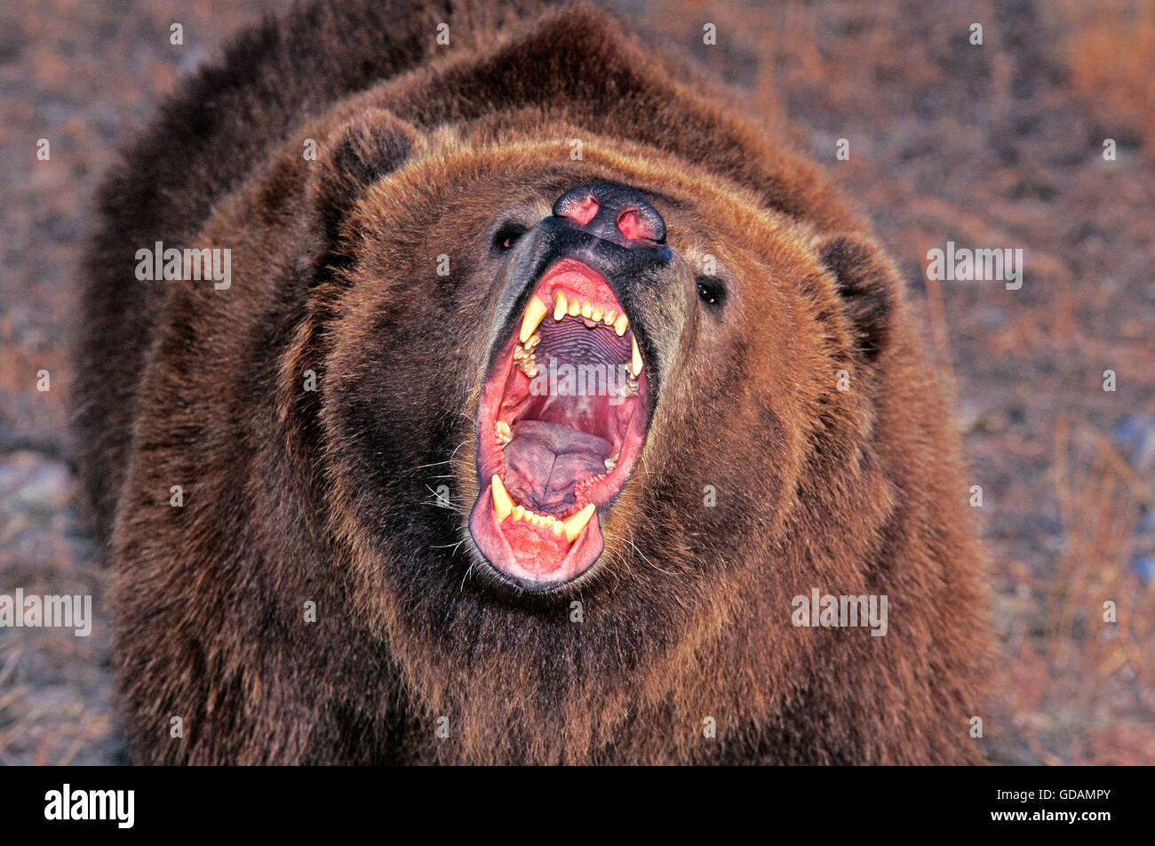 KODIAK BEAR Ursus arctos middendorffi, adulti con bocca aperta, ALASKA Foto Stock