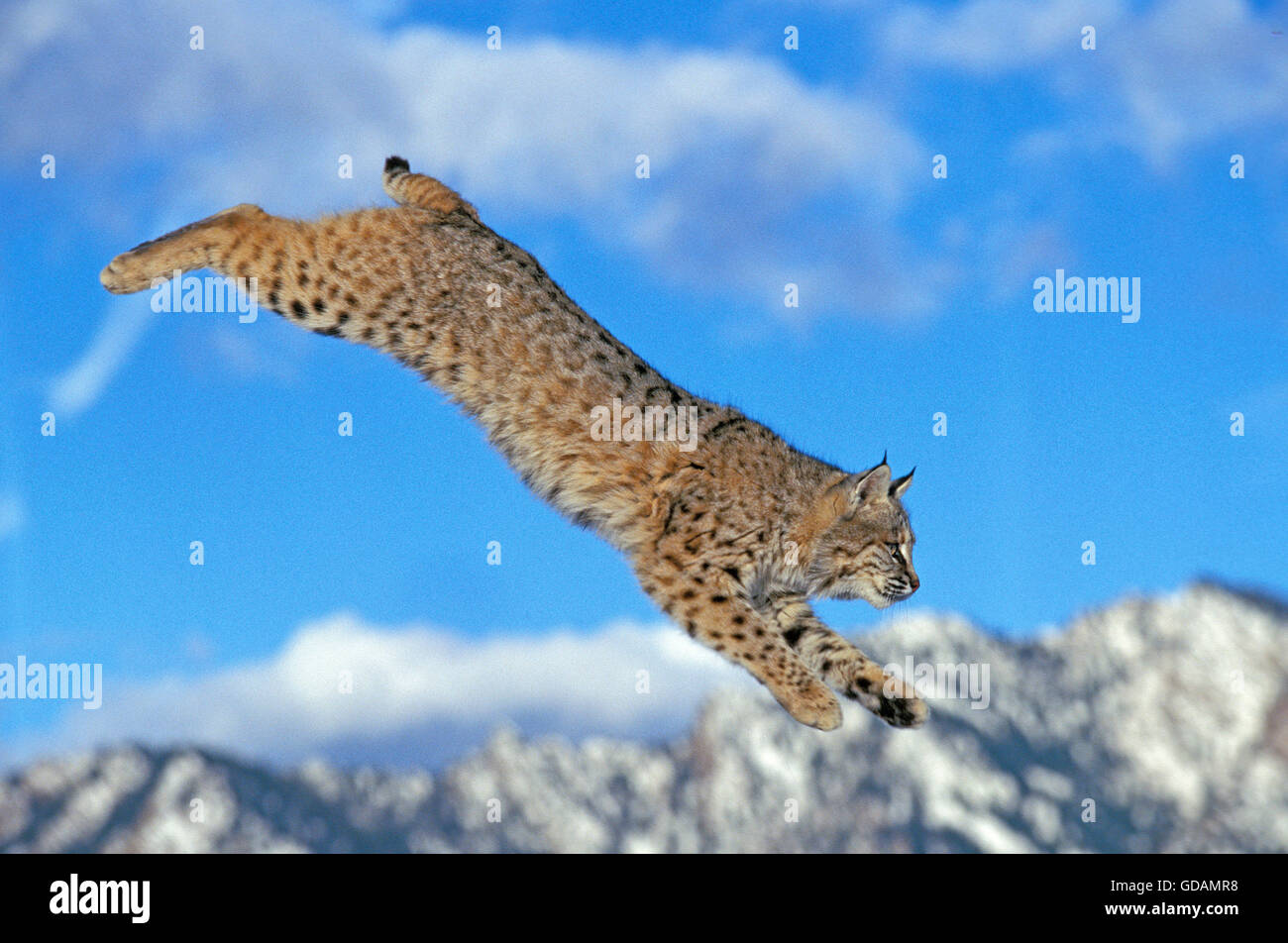 BOBCAT lynx rufus, adulto che saltava, CANADA Foto Stock