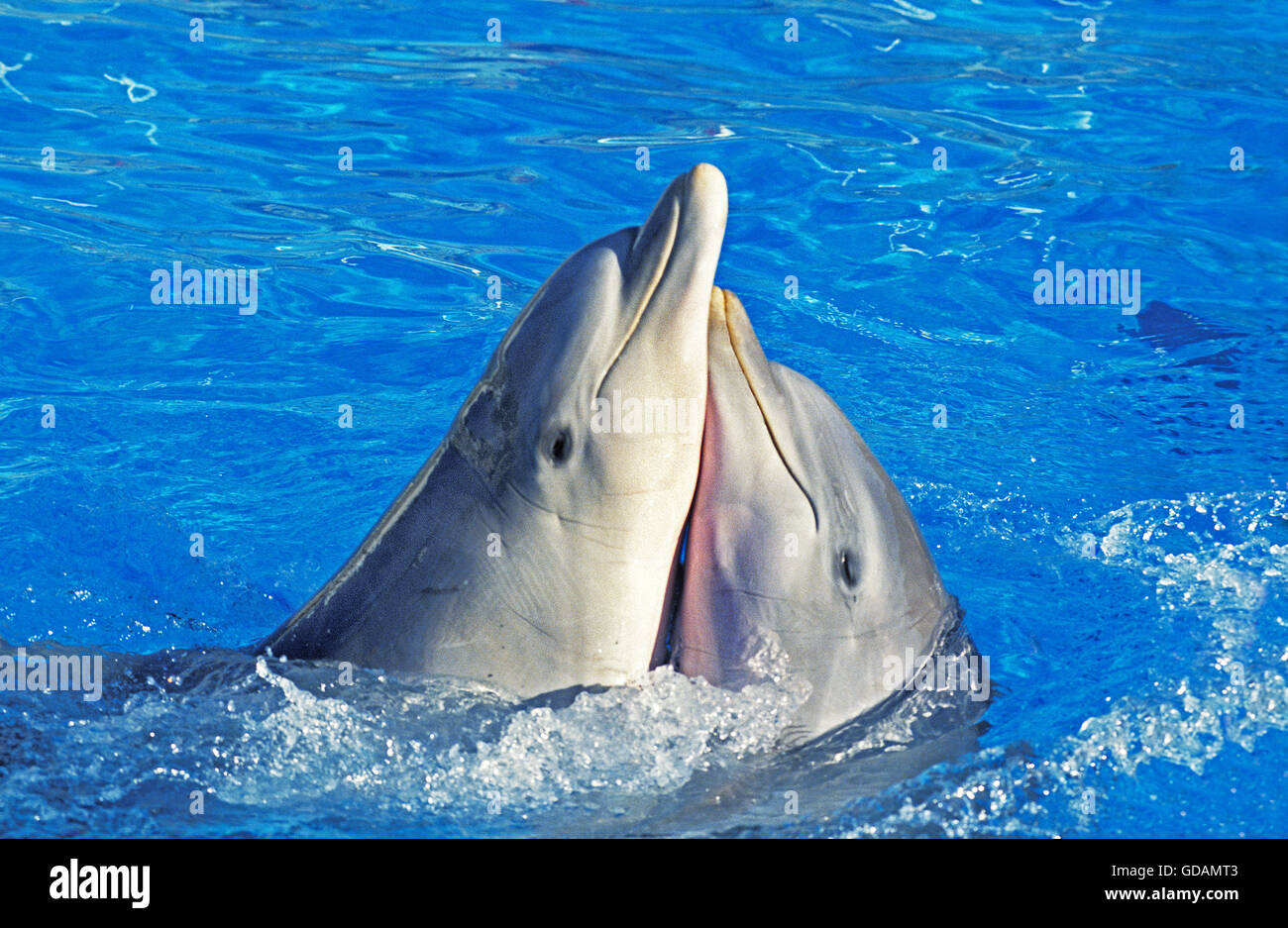 Il tursiope o delfino maggiore, tursiops truncatus, atteggiamento divertente Foto Stock
