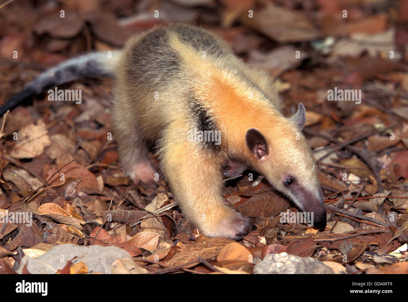 Anteater meridionale, Tamandua tetradactyla, adulti nella massa, Pantanal in Brasile Foto Stock