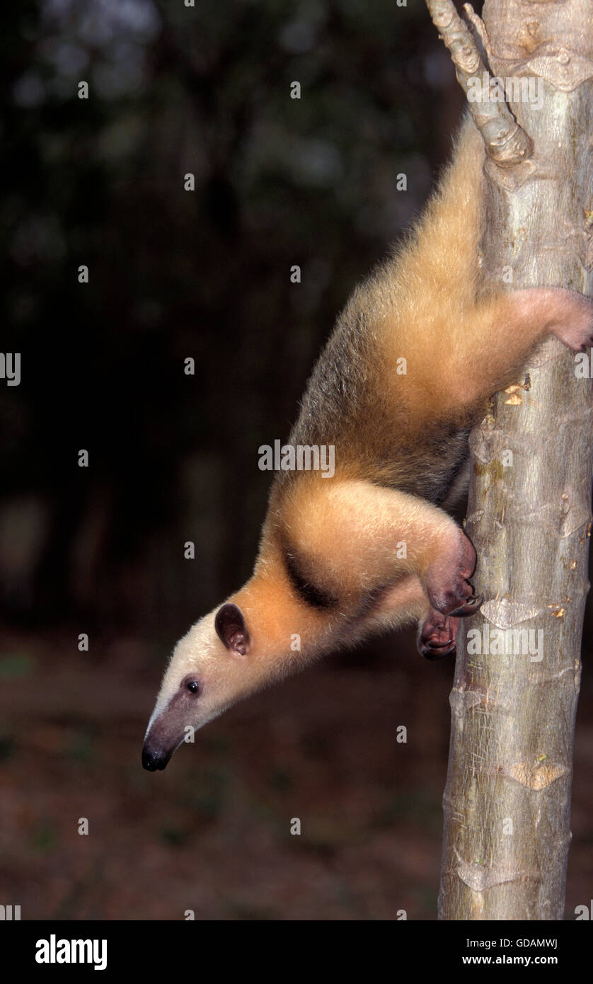 Anteater meridionale, Tamandua tetradactyla, Adulti scendendo giù da un tronco di albero Foto Stock