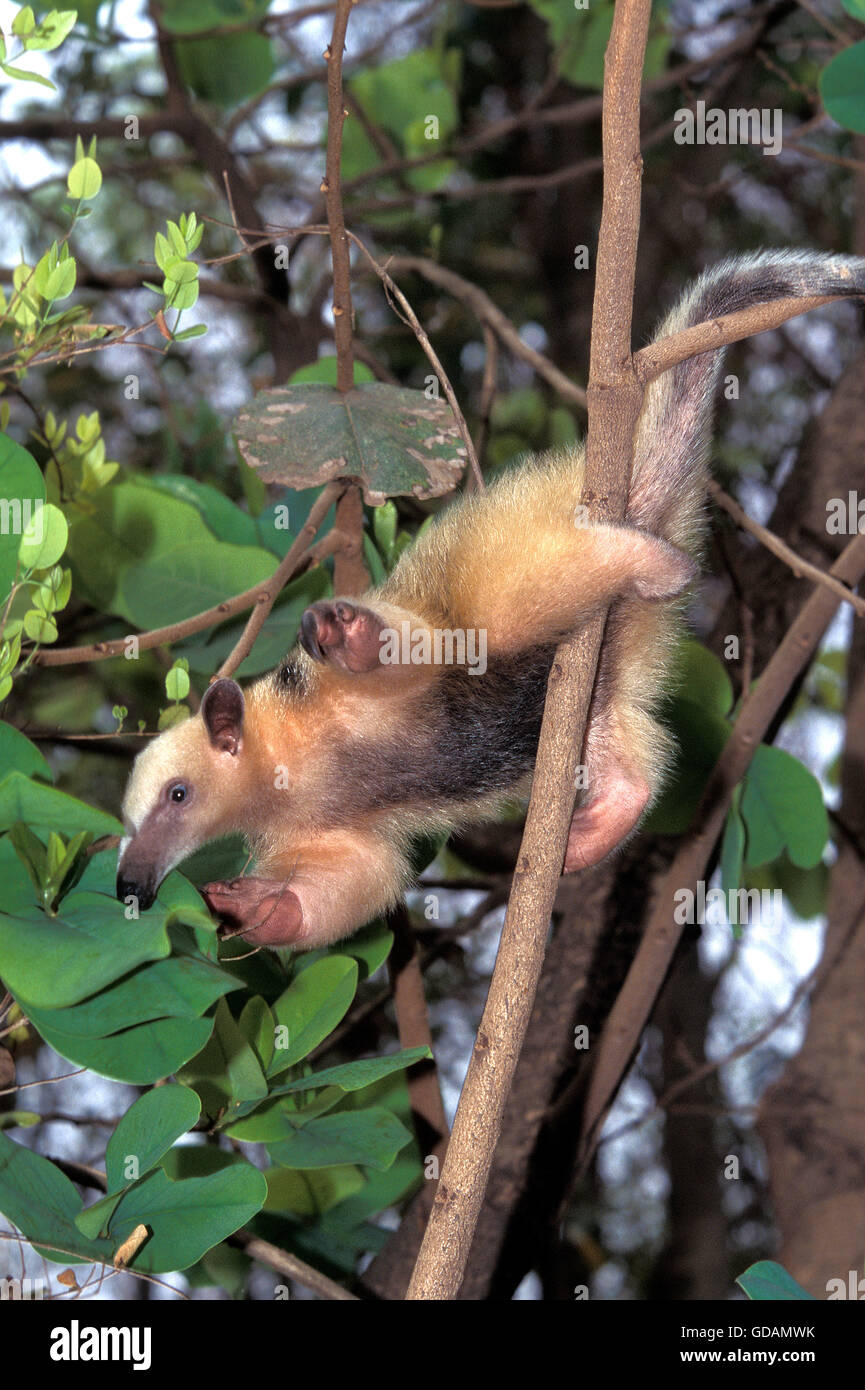 Anteater meridionale, Tamandua tetradactyla, Adulti scendendo giù da un tronco di albero Foto Stock