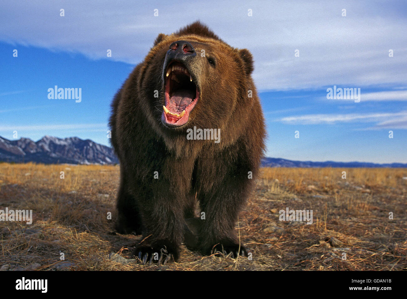 KODIAK BEAR Ursus arctos middendorffi, adulti minacciosa con la bocca aperta, ALASKA Foto Stock