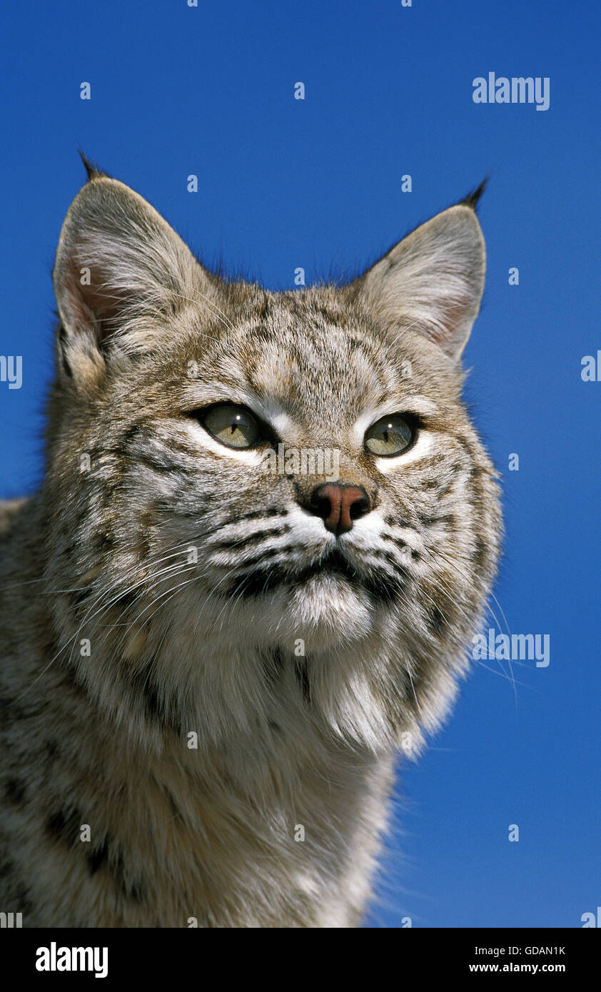 BOBCAT lynx rufus, ritratto di adulto, CANADA Foto Stock