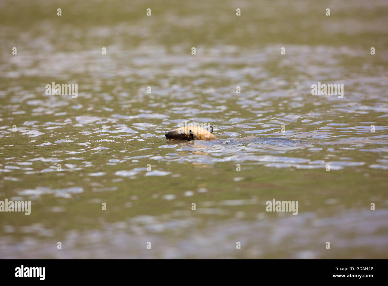 Anteater meridionale, Tamandua tetradactyla, Adulti attraversando il fiume di Madre de Dios, Parco Nazionale del Manu in Perù Foto Stock