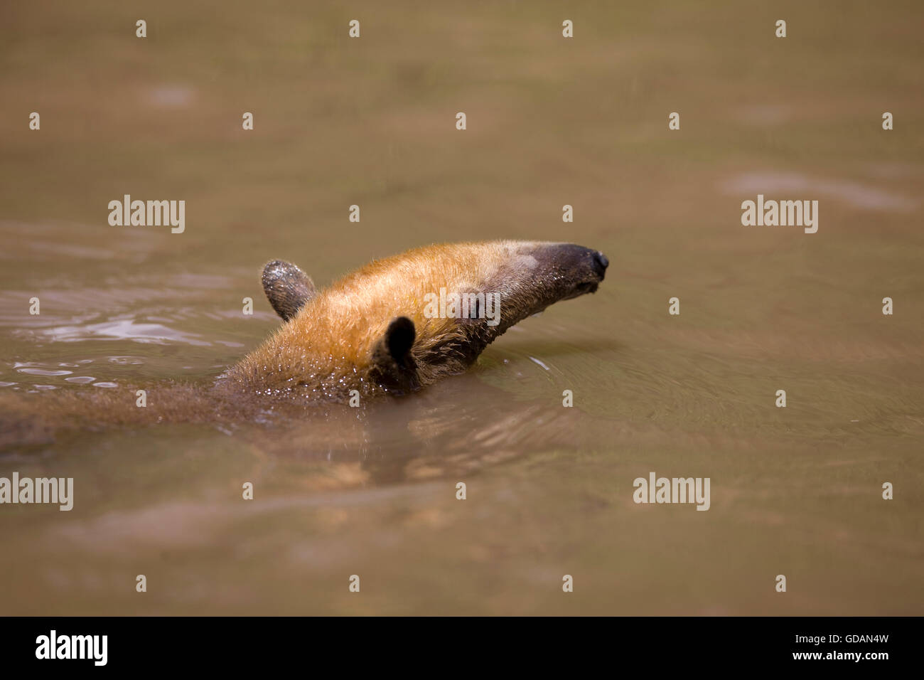 Anteater meridionale, Tamandua tetradactyla, Adulti attraversando il fiume di Madre de Dios, Parco Nazionale del Manu in Perù Foto Stock