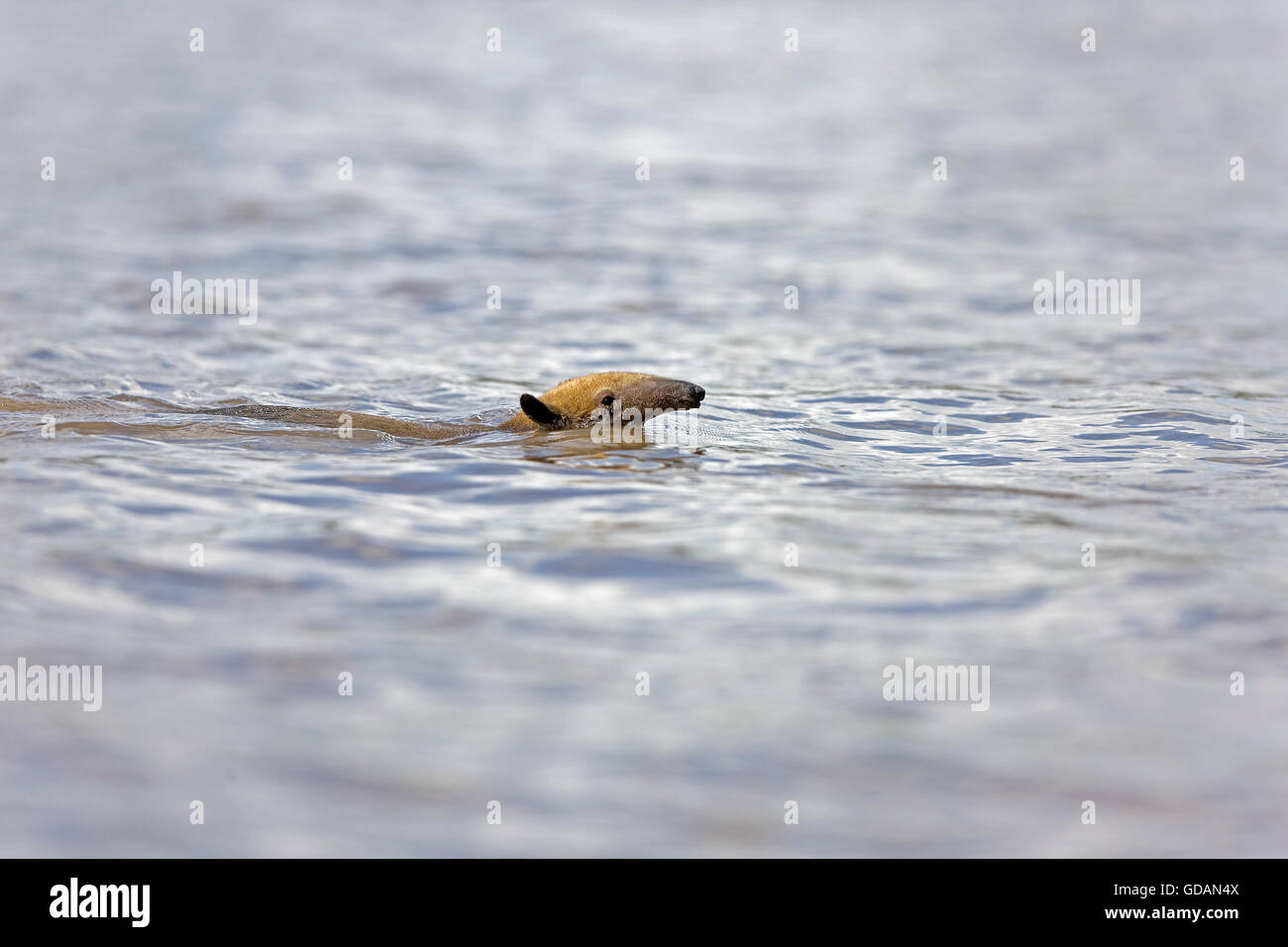 ANTEATER Southern Tamandua tetradactyla attraversando il fiume di Madre de Dios NEL PARCO NAZIONALE DEL MANU IN PERÙ Foto Stock