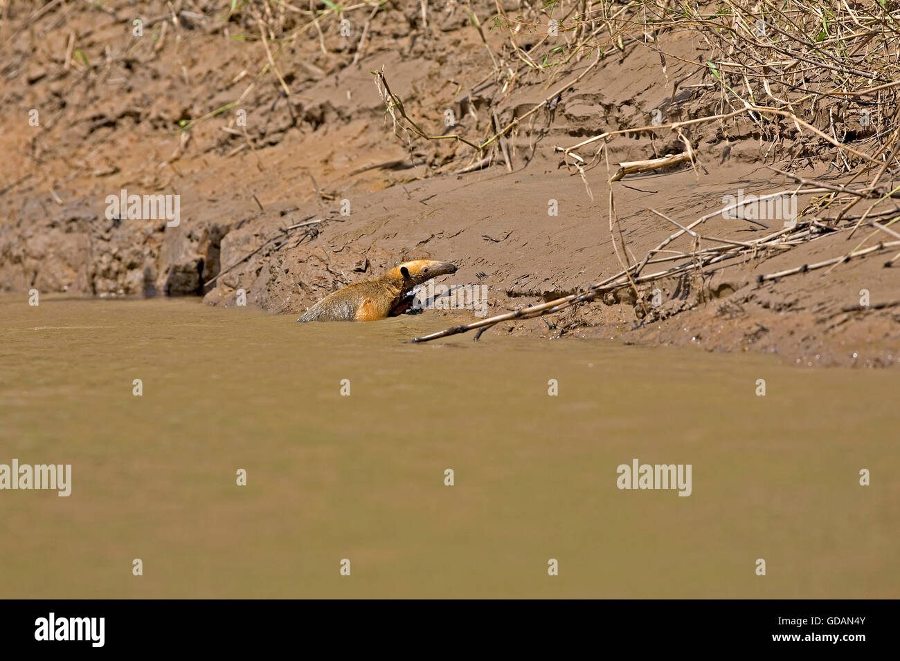 ANTEATER Southern Tamandua tetradactyla attraversando il fiume di Madre de Dios NEL PARCO NAZIONALE DEL MANU IN PERÙ Foto Stock