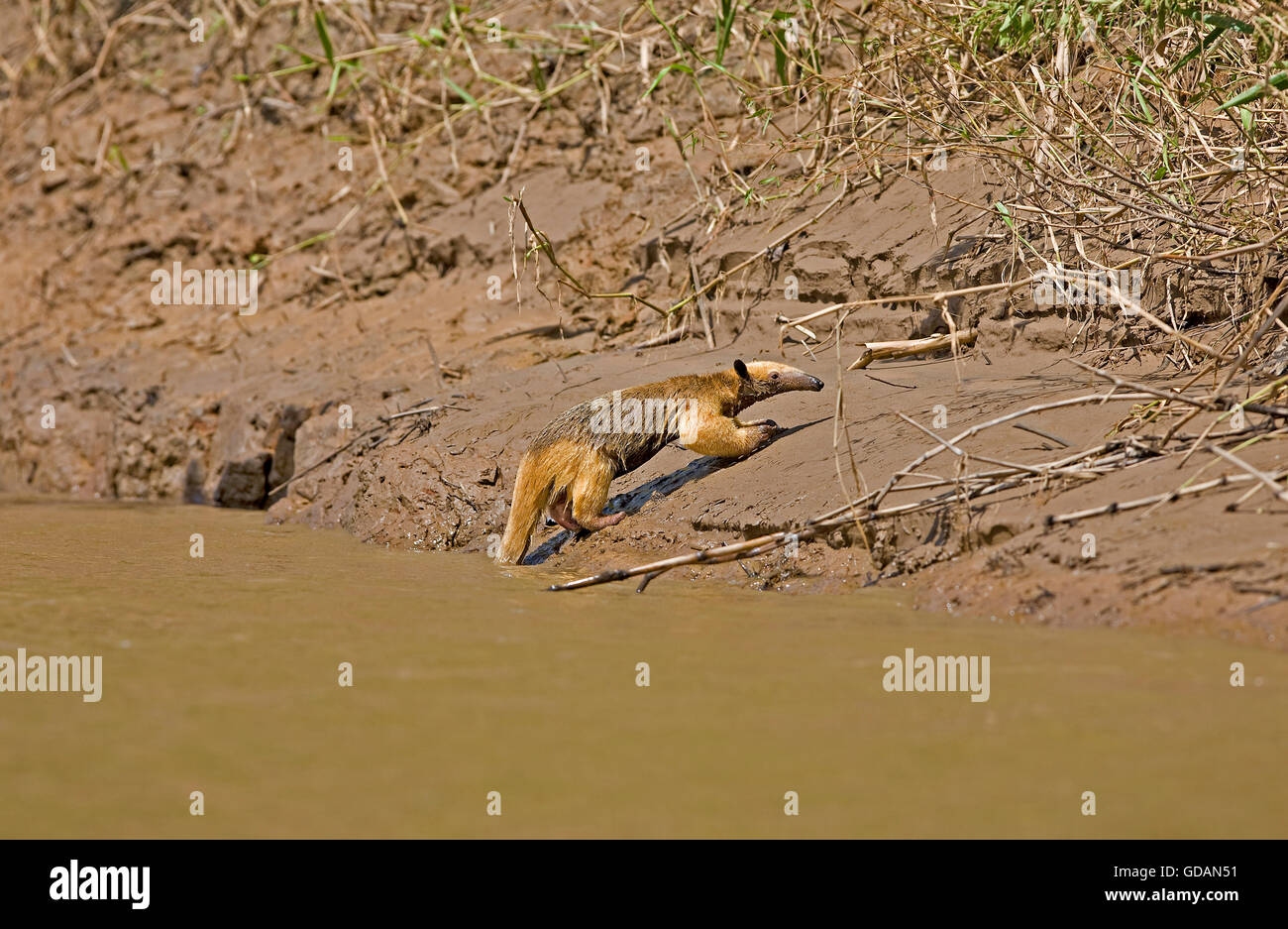 Anteater meridionale, Tamandua tetradactyla, Adulti attraversando il fiume di Madre de Dios, Parco Nazionale del Manu in Perù Foto Stock
