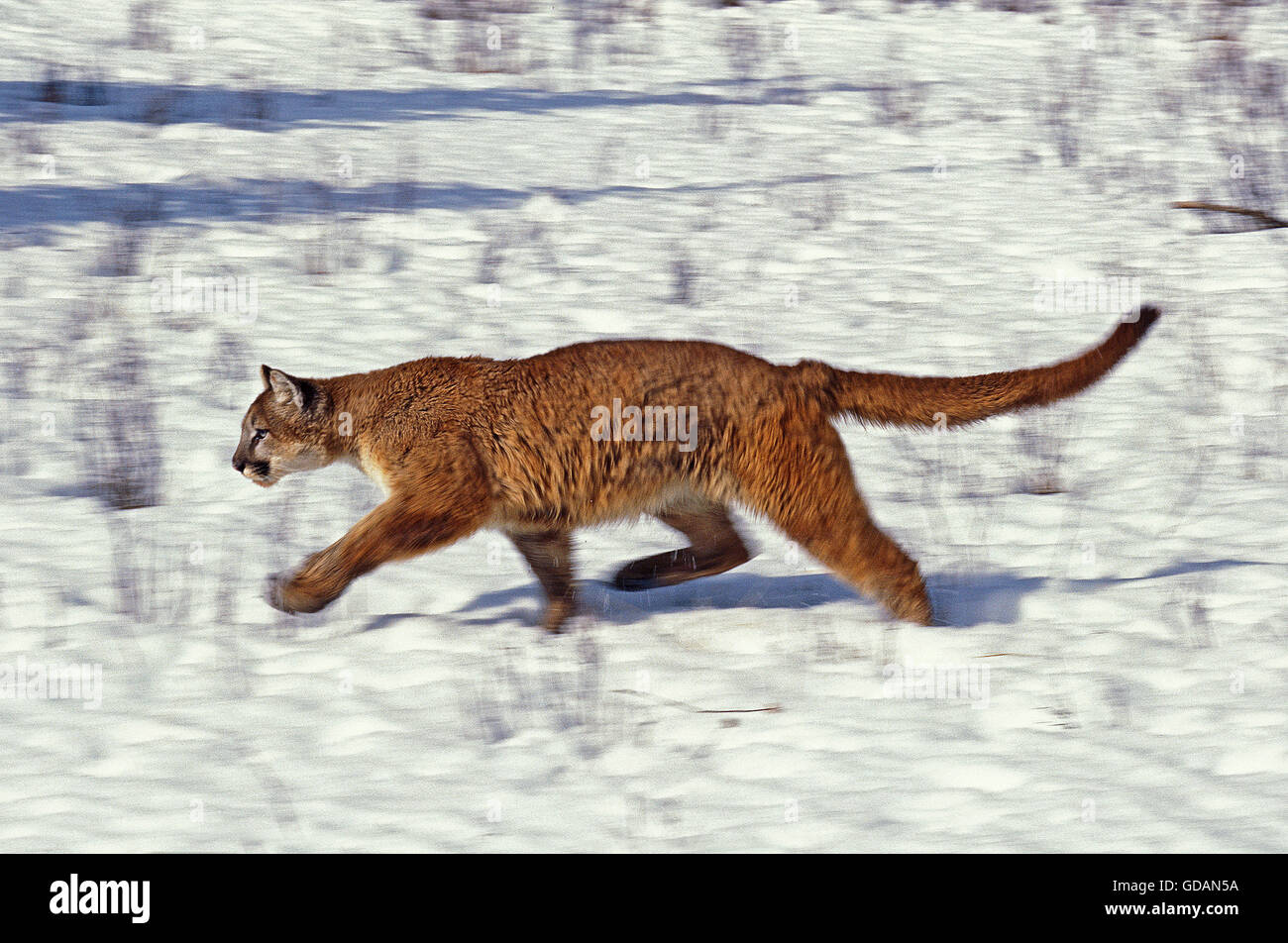 COUGAR Puma concolor, adulti in esecuzione sulla neve, MONTANA Foto Stock