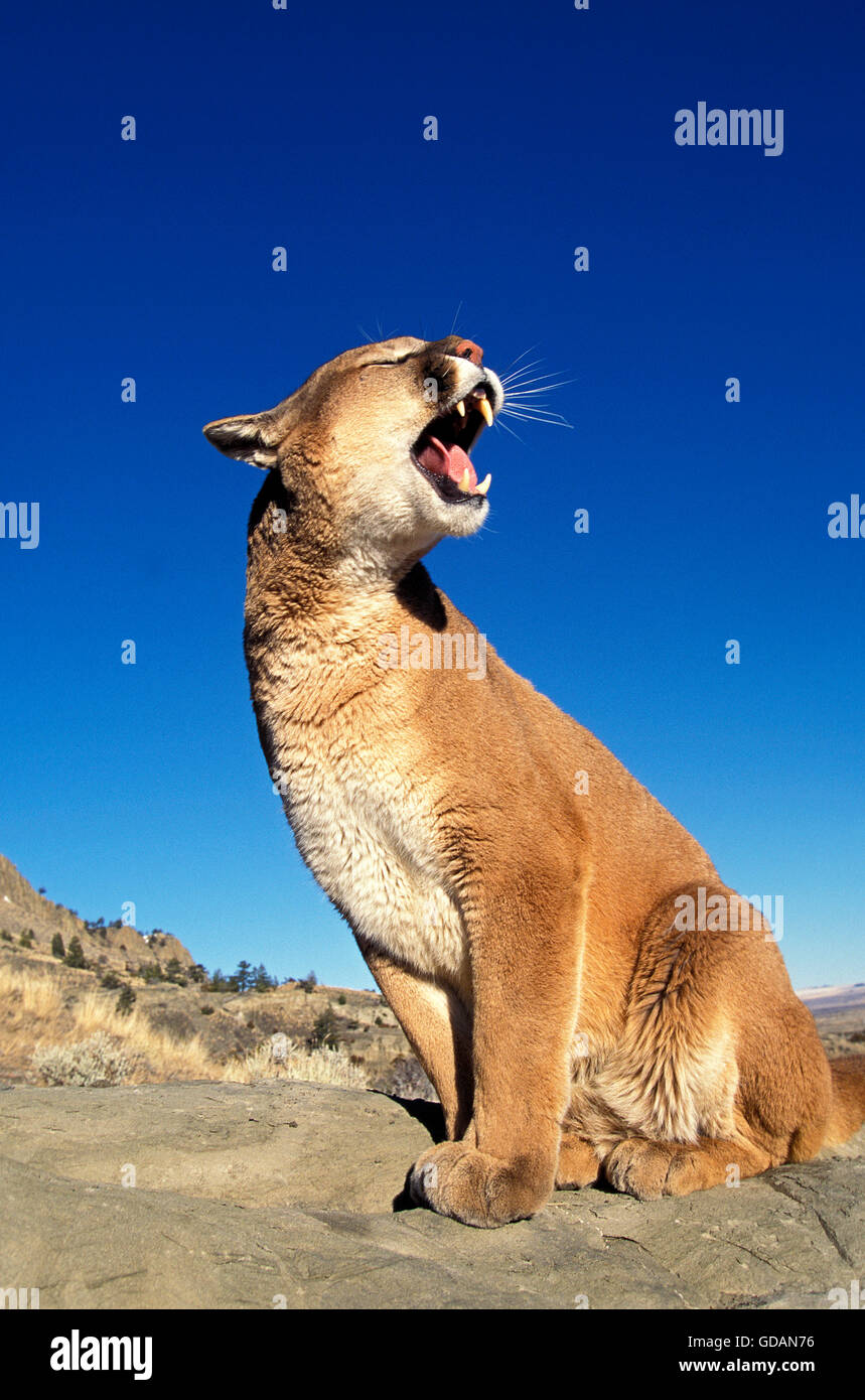 Cougar, Puma concolor, adulto seduto sulla roccia, ululano, Montana Foto Stock