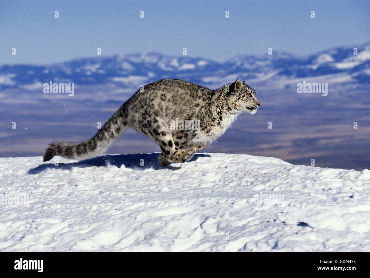 Snow Leopard o oncia, uncia uncia, che corre attraverso le montagne Foto Stock
