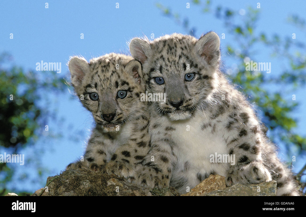 Snow Leopard o oncia, uncia uncia, Cub Foto Stock