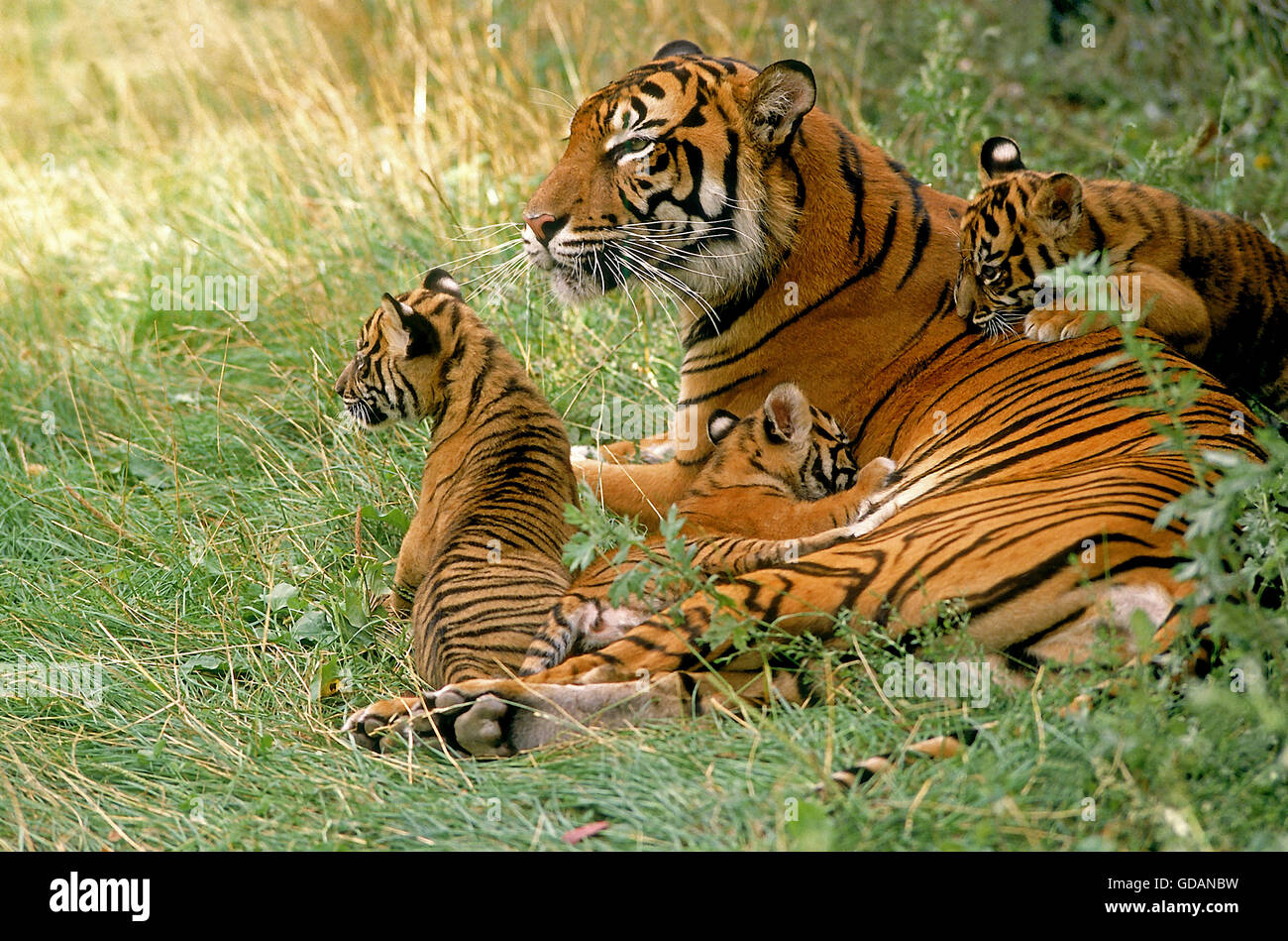 La tigre di Sumatra panthera tigris sumatrae, FEMMINA CON CUB RECANTE SULL'ERBA Foto Stock