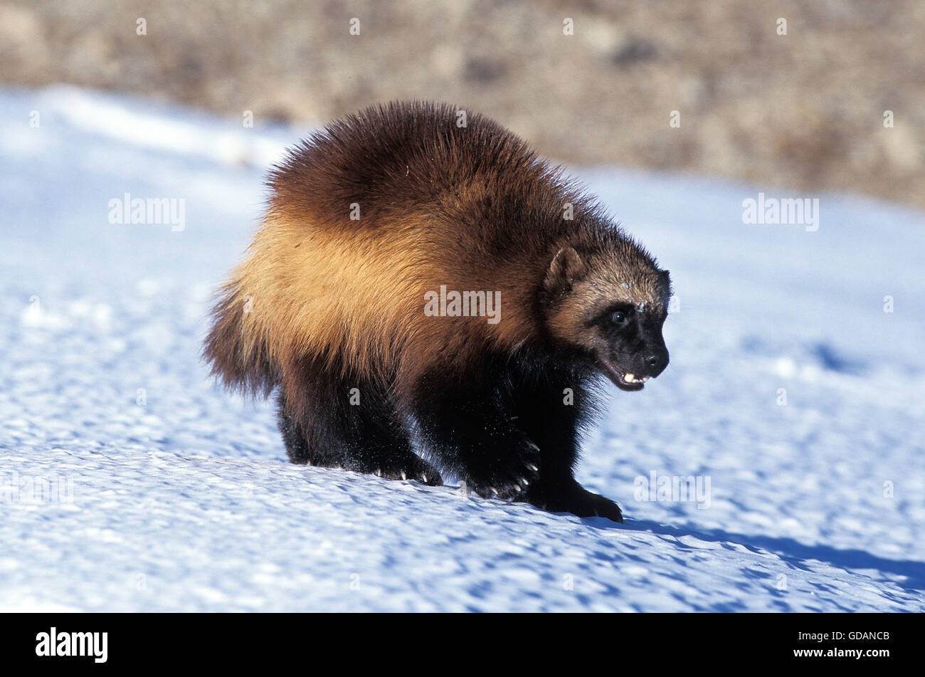 North American Wolverine, gulo gulo luscus, adulti sulla neve, Canada Foto Stock