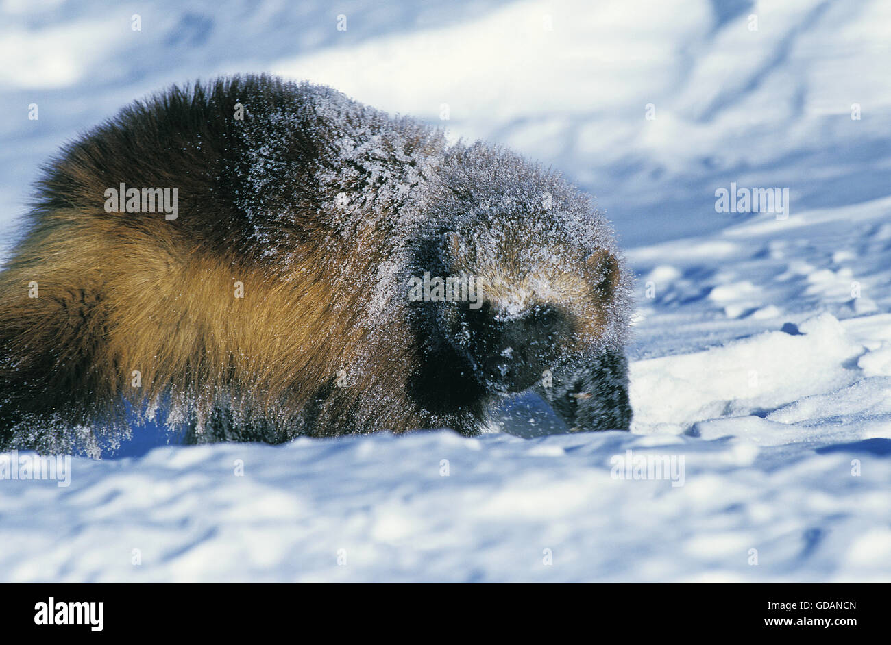 North American Wolverine, gulo gulo luscus, Adulti ricoperta di neve, Canada Foto Stock