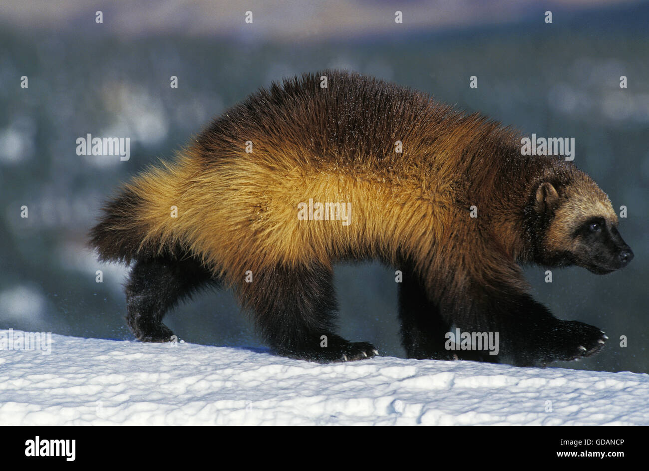 North American Wolverine, gulo gulo luscus, adulti sulla neve, Canada Foto Stock
