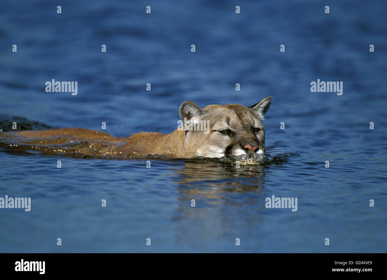 COUGAR Puma concolor, adulti Varcando il fiume, MONTANA Foto Stock