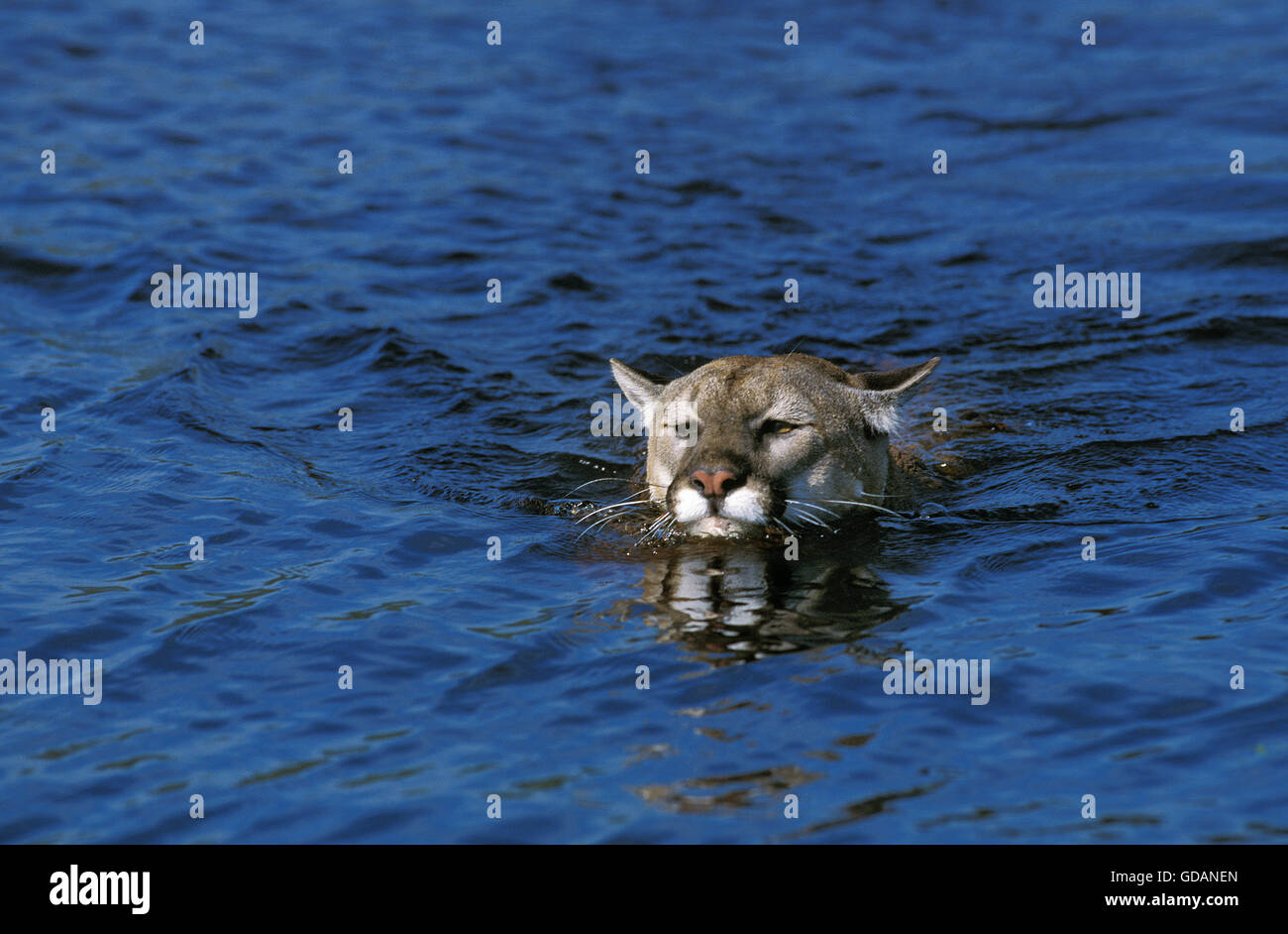 COUGAR Puma concolor, adulti Varcando il fiume, MONTANA Foto Stock