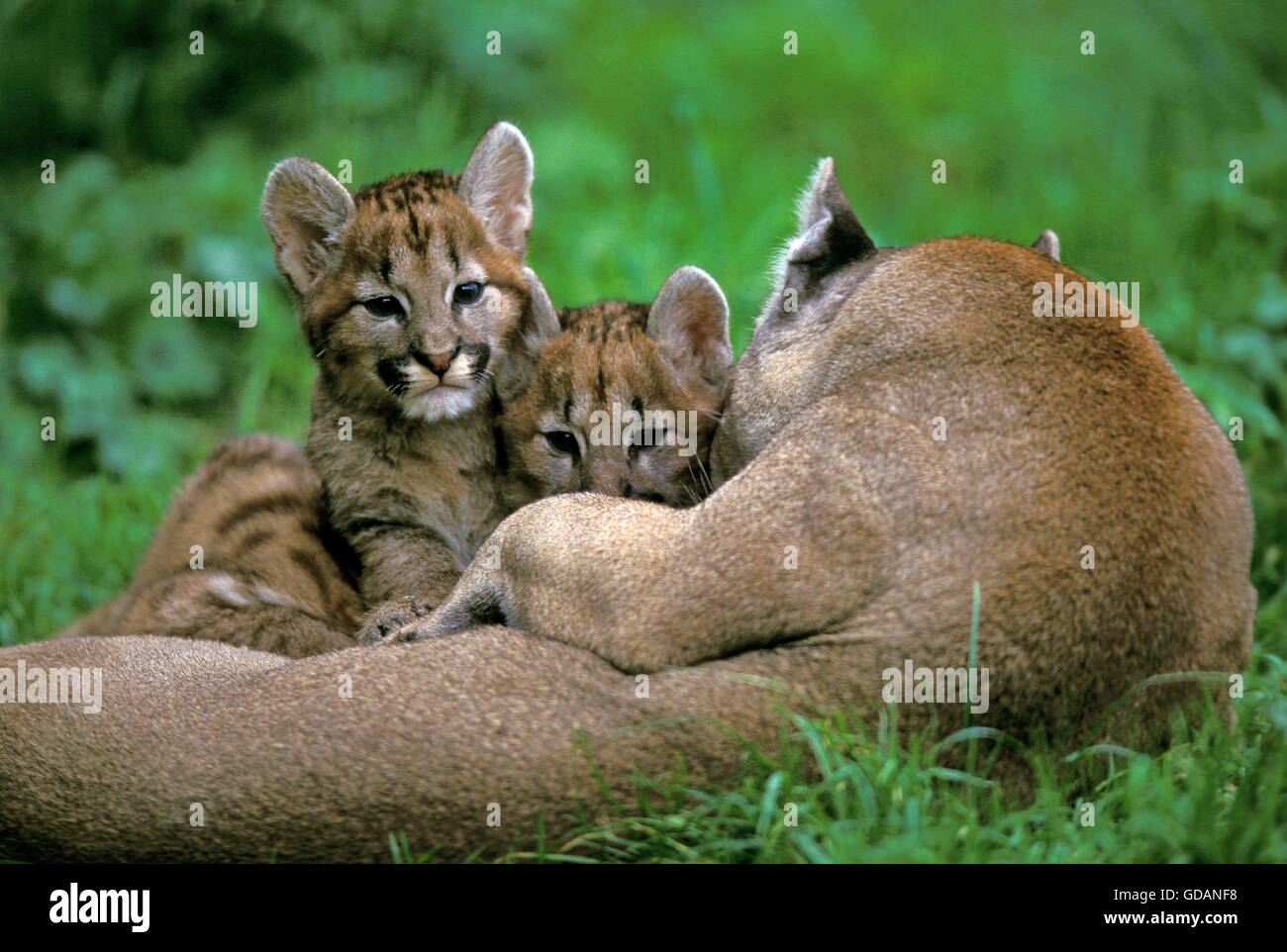 Cougar, Puma concolor, femmina con Cub posa sull'erba Foto Stock