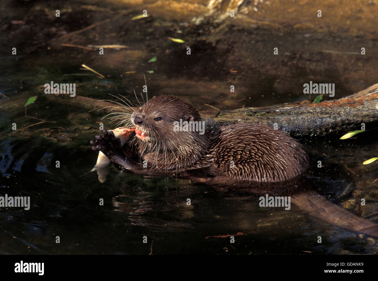 Breve ARTIGLIATO OTTER aonyx cinerea, adulti mangiare pesce Foto Stock