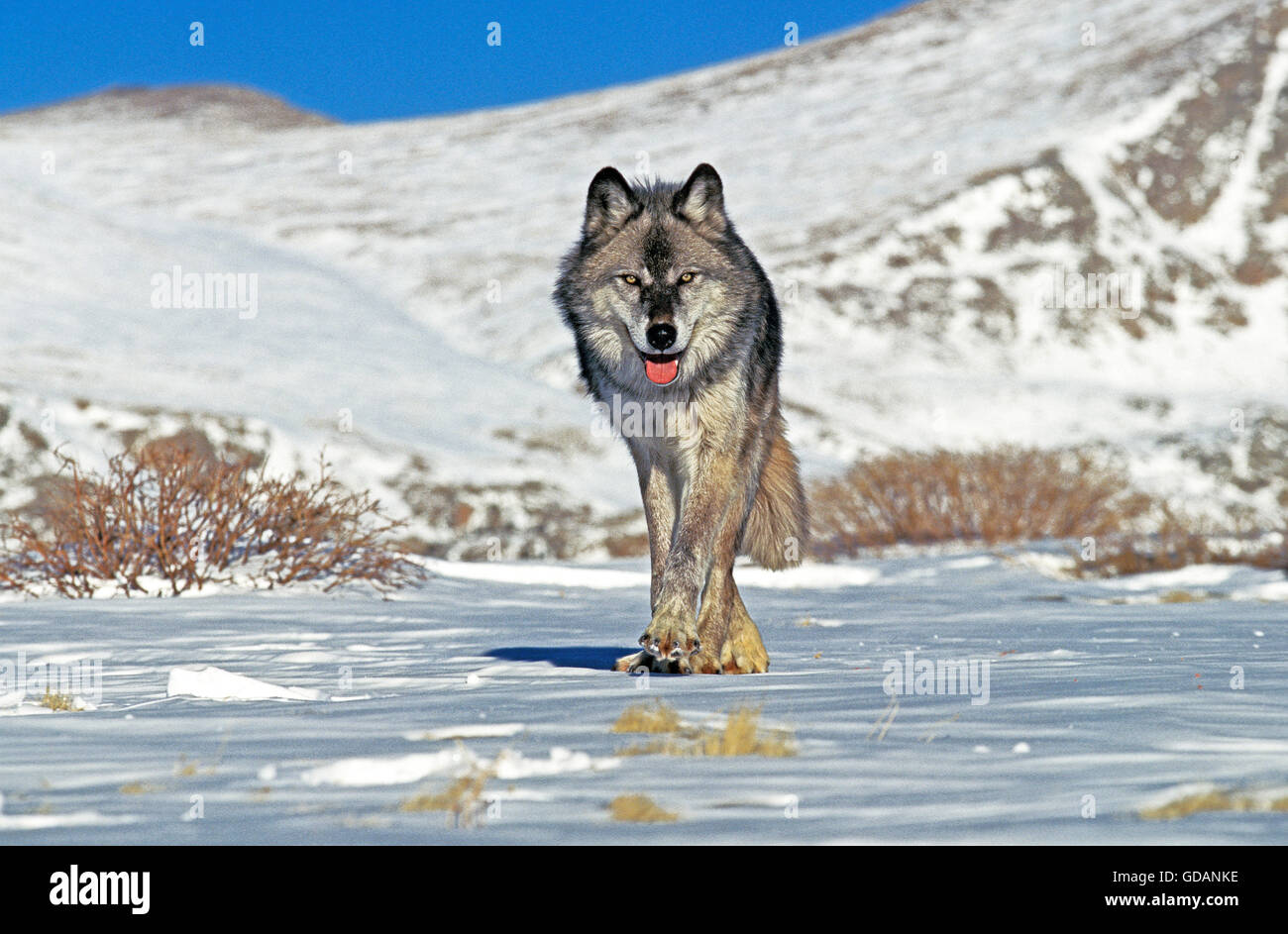 Nord americana Lupo grigio Canis lupus occidentalis, adulti sulla neve, CANADA Foto Stock