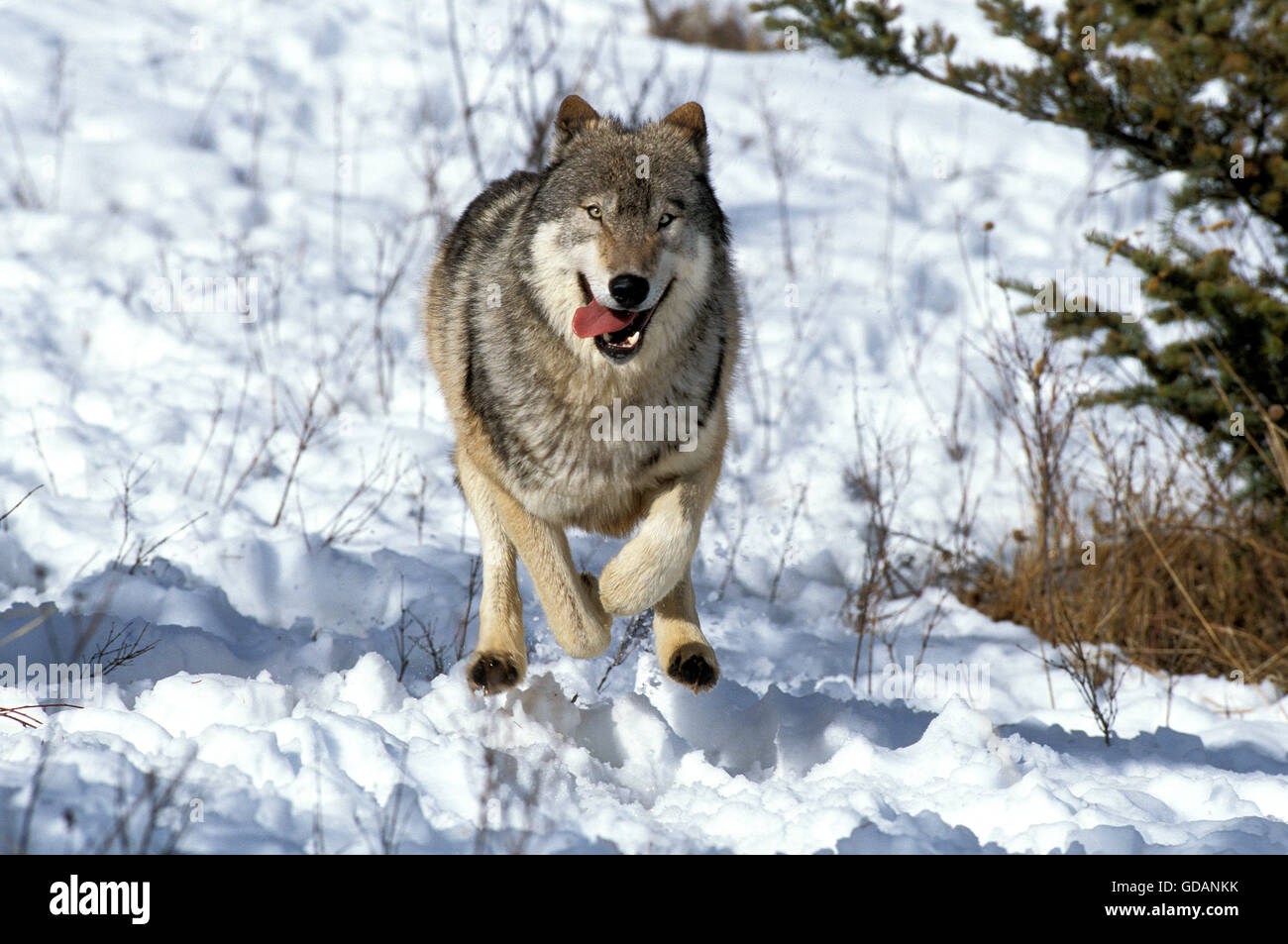 Nord americana Lupo grigio Canis lupus occidentalis, adulti in esecuzione su neve, CANADA Foto Stock