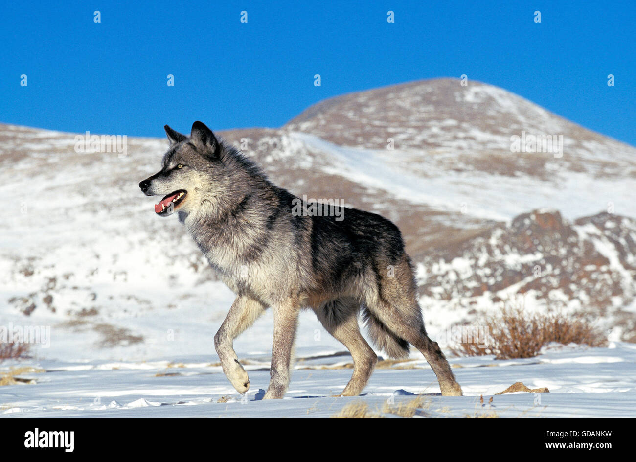 Nord americana Lupo grigio, Canis lupus occidentalis, adulti sulla neve, Canada Foto Stock