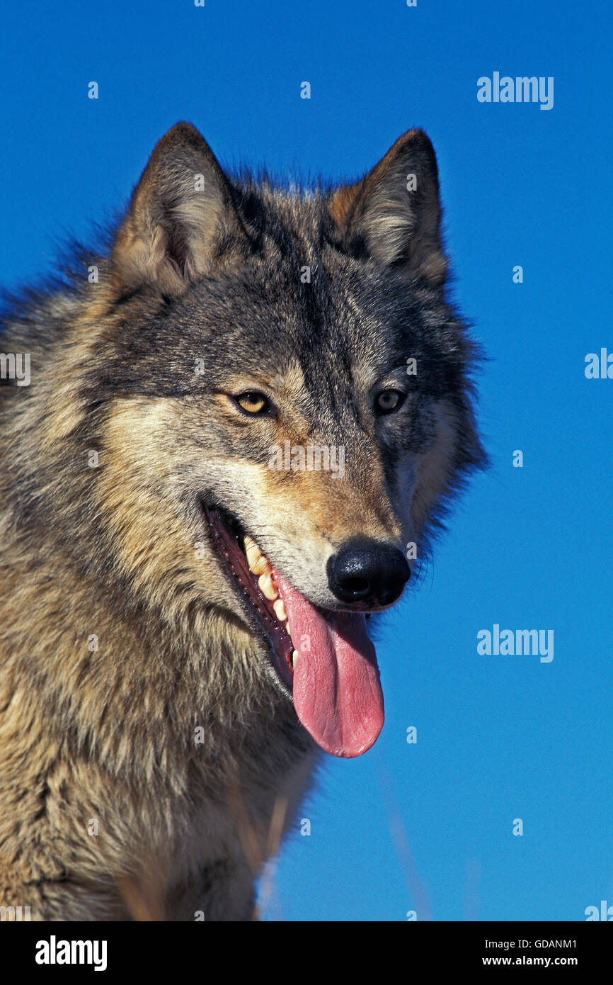 Nord americana Lupo grigio Canis lupus occidentalis, ritratto di adulto, CANADA Foto Stock