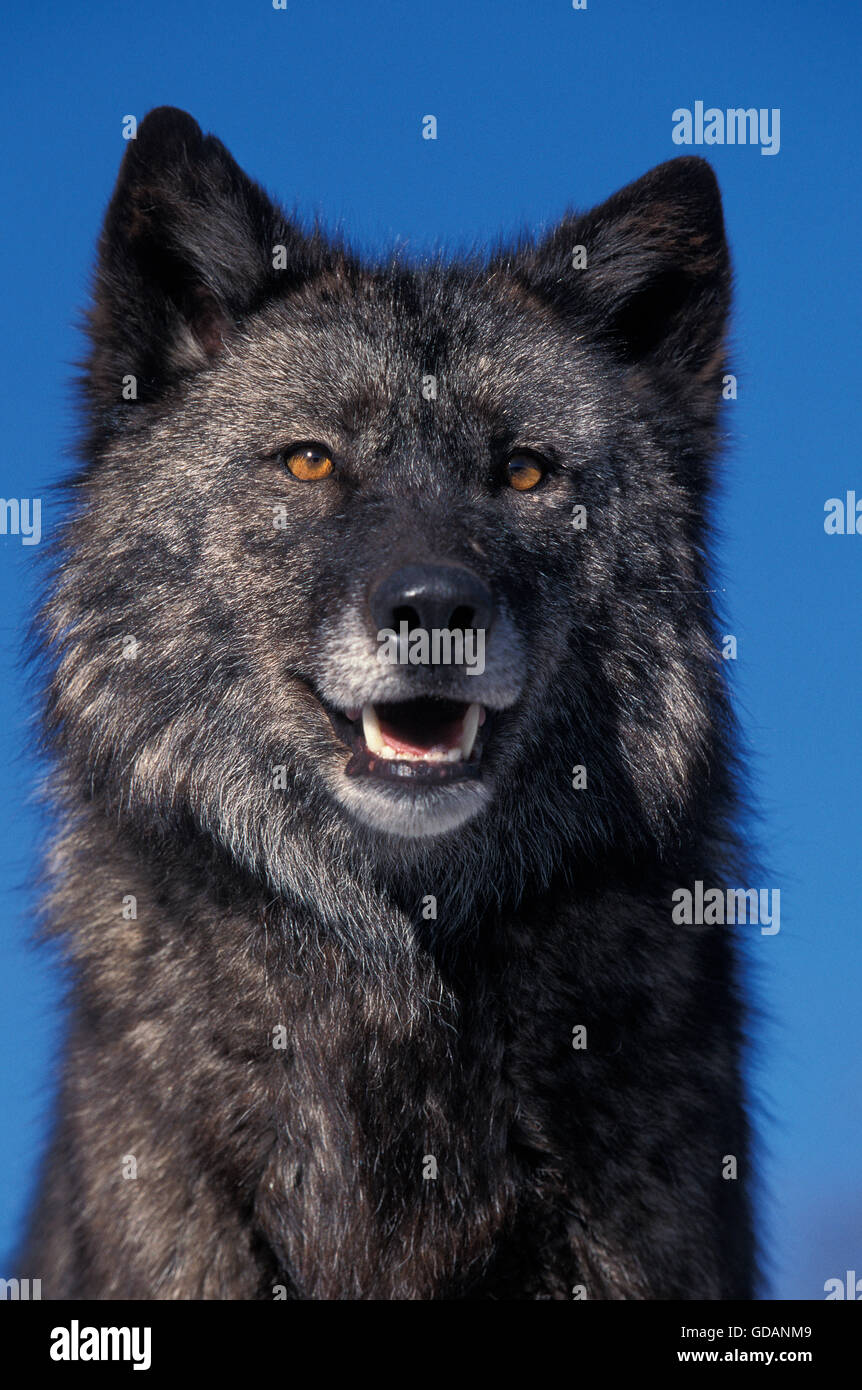 Valle di Mackenzie Wolf, Canis lupus mackenzii, Ritratto di adulto, Canada Foto Stock