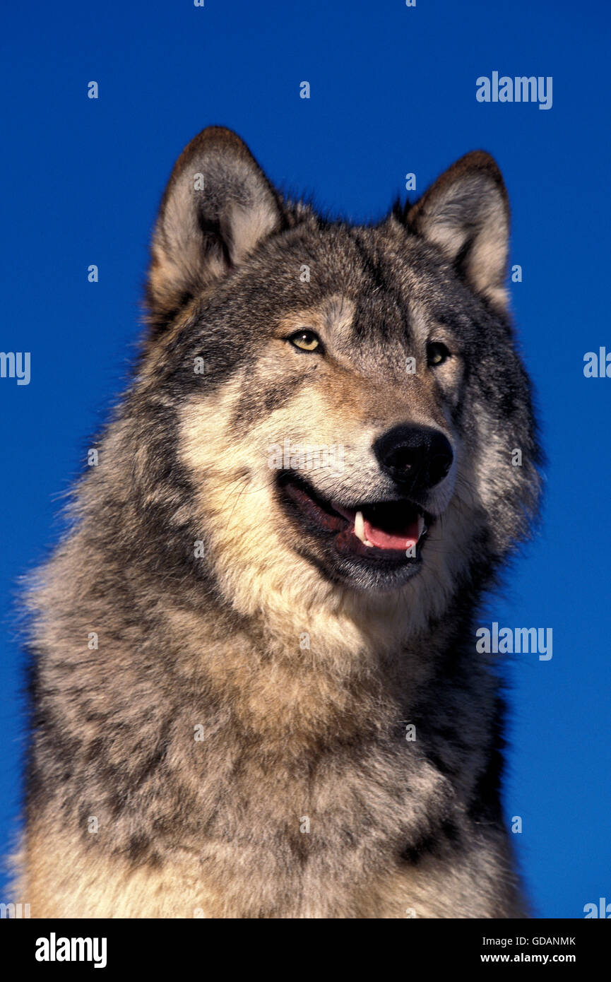 Nord americana Lupo grigio Canis lupus occidentalis, ritratto di adulto, CANADA Foto Stock