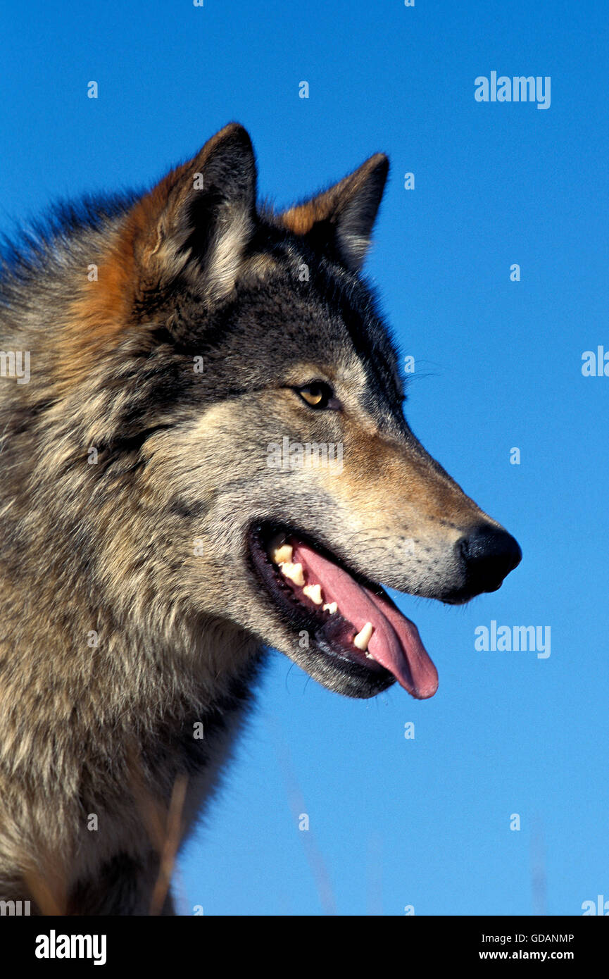 Nord americana Lupo grigio, Canis lupus occidentalis, Ritratto di adulto contro il cielo blu, Canada Foto Stock