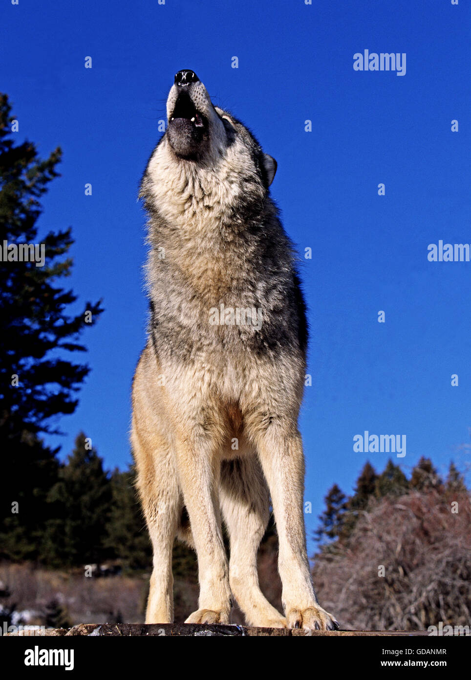 Nord americana Lupo grigio, Canis lupus occidentalis, Adulti ululati, Canada Foto Stock