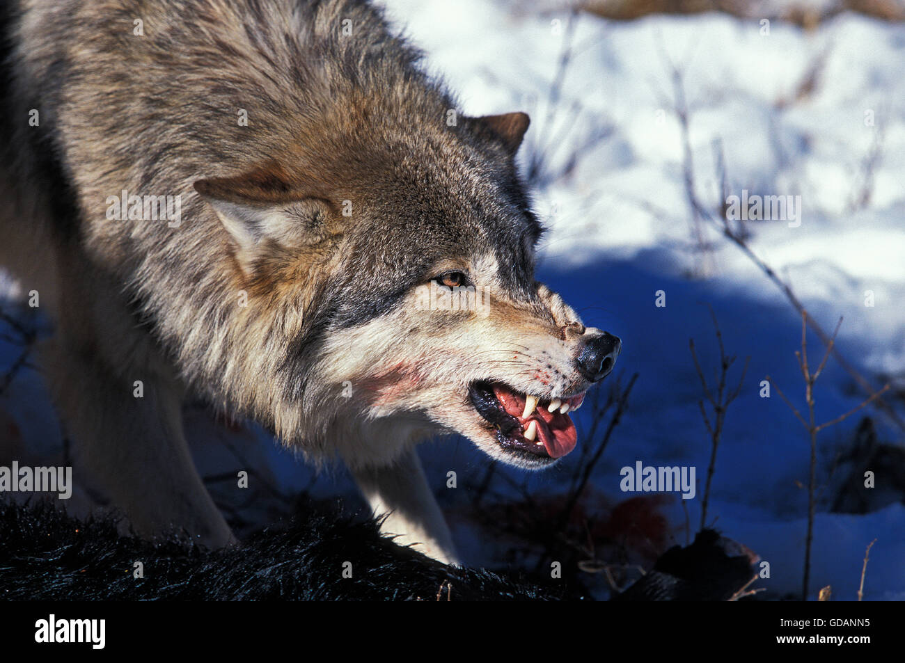 Nord americana Lupo grigio Canis lupus occidentalis, adulti con KILL in pericolo la postura, CANADA Foto Stock