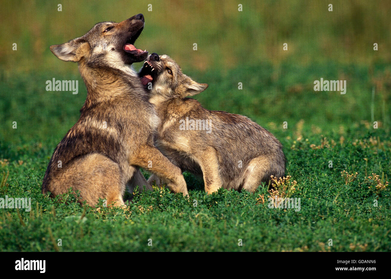 Lupo europeo, Canis lupus, Pup giocando sull'erba Foto Stock