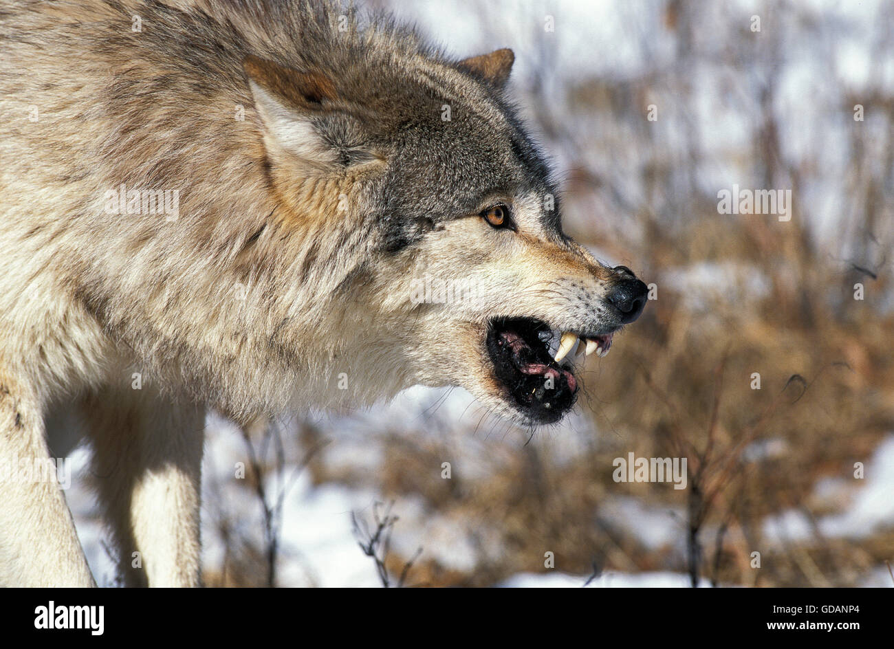 Nord americana Lupo grigio Canis lupus occidentalis, adulti con KILL in pericolo la postura, CANADA Foto Stock