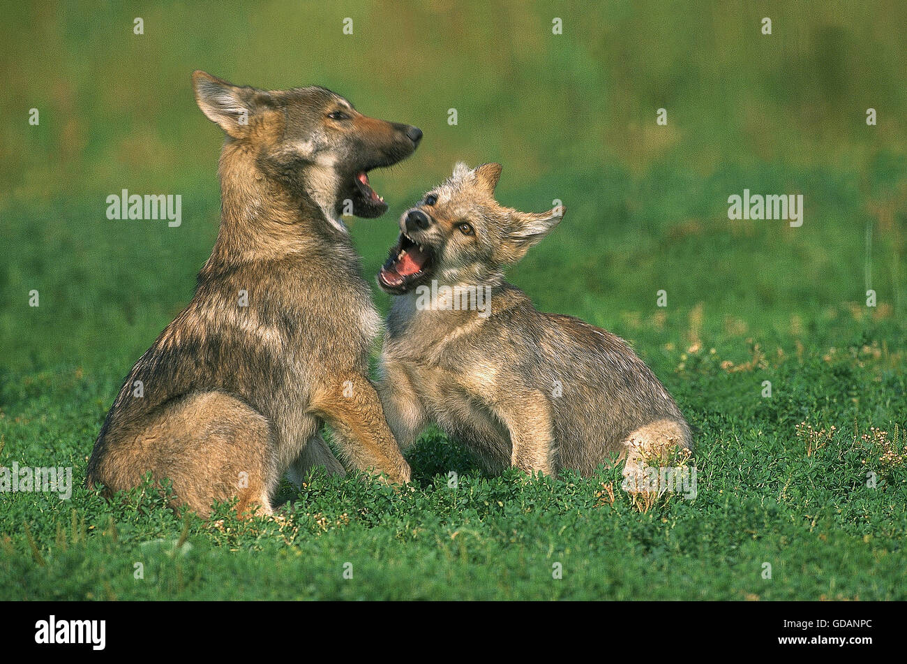 EUROPEAN WOLF Canis lupus, PUP GIOCANDO Foto Stock
