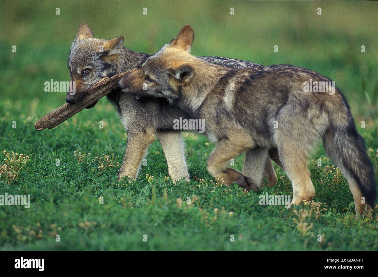 Lupo europeo, Canis lupus, Pup giocando con il bastone di legno Foto Stock