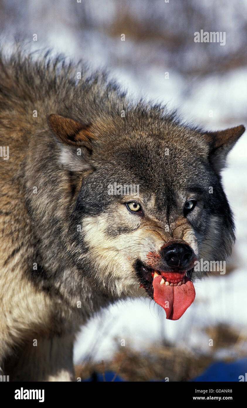 Nord americana Lupo grigio, Canis lupus occidentalis, adulto in posizione difensiva, Canada Foto Stock