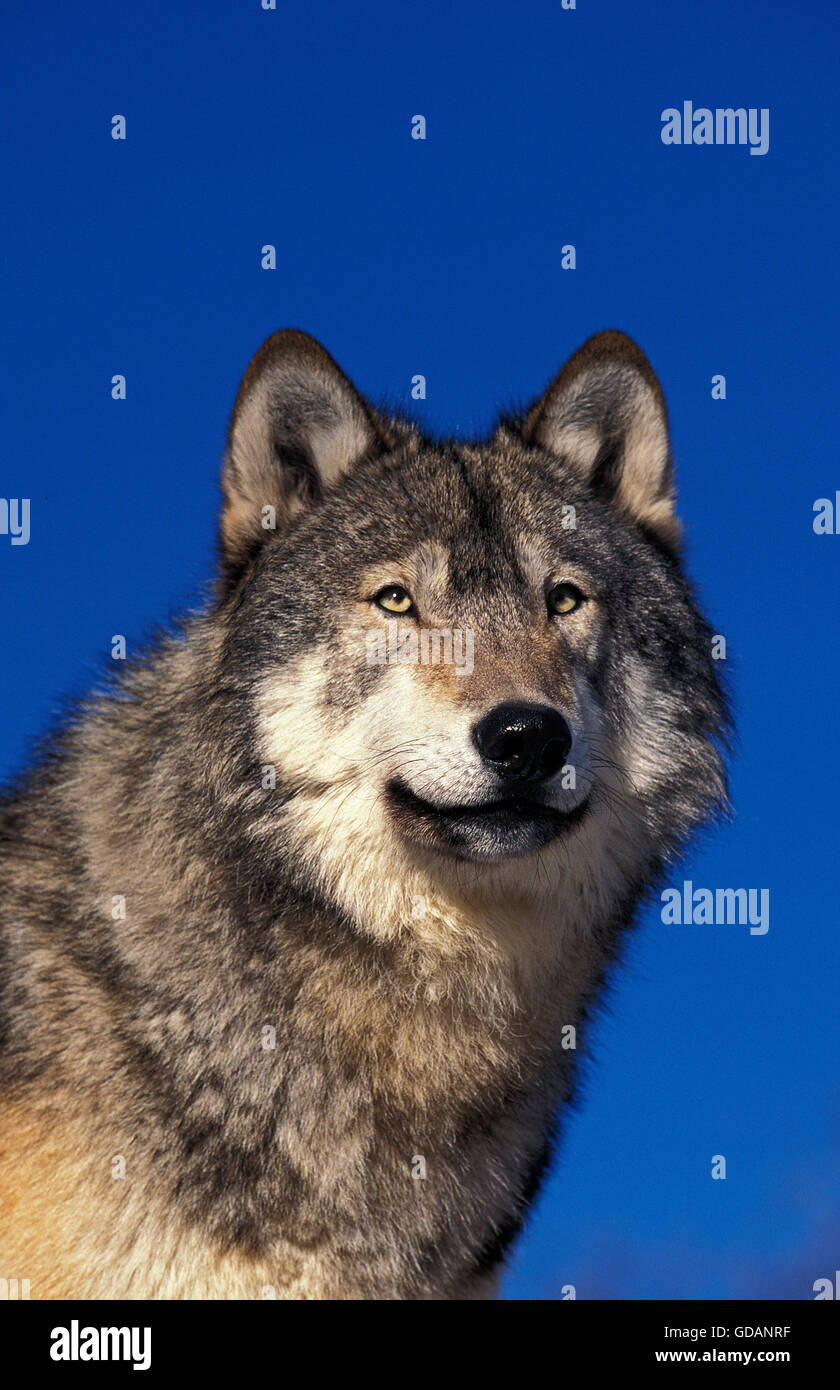 Nord americana Lupo grigio, Canis lupus occidentalis, Ritratto, Canada Foto Stock