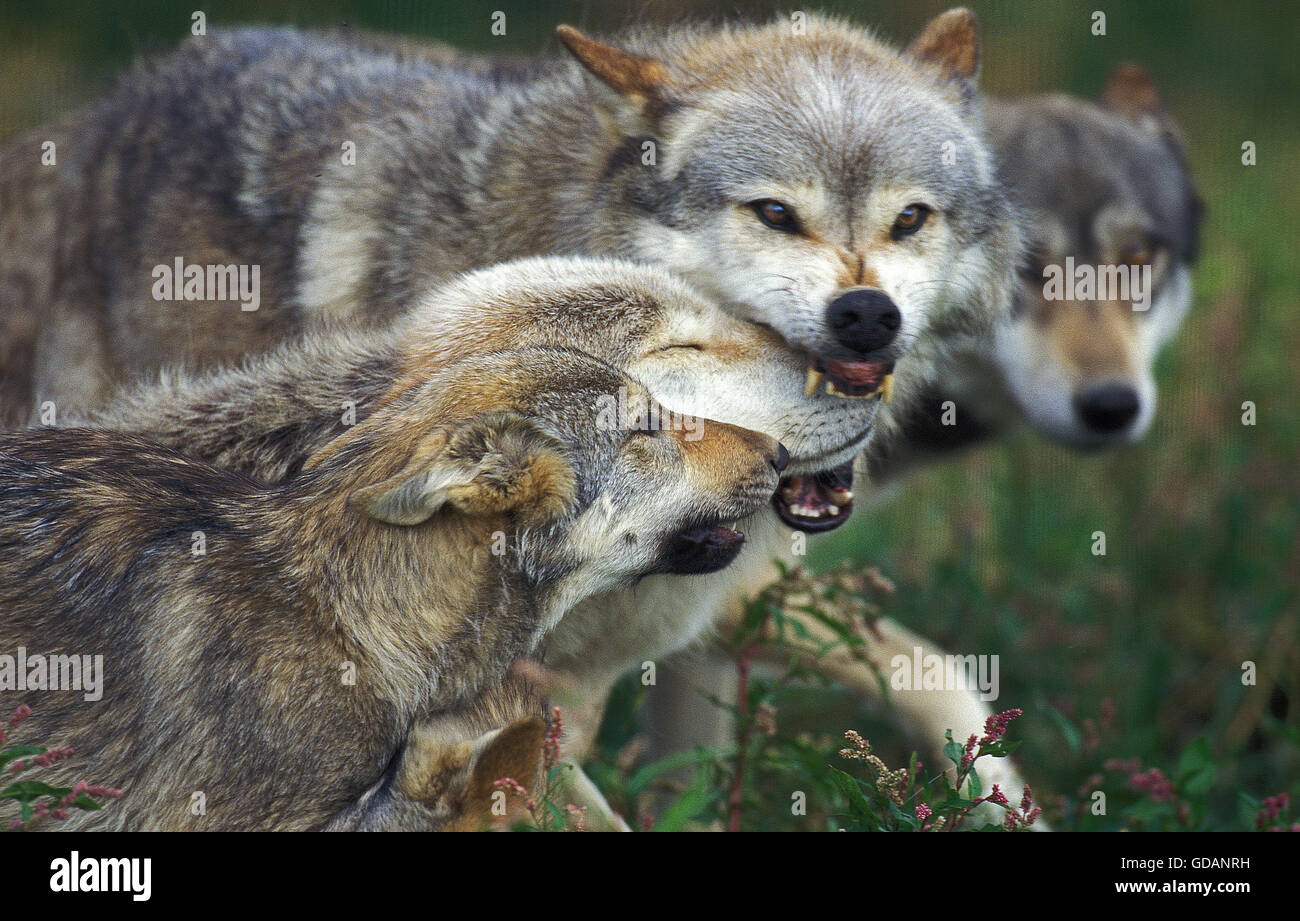 EUROPEAN WOLF Canis lupus, gruppo che mostra il predominio E PRESENTAZIONE Foto Stock