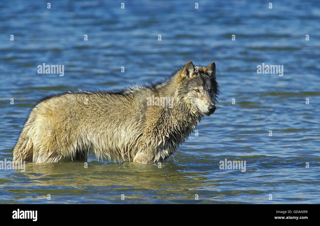 Nord americana Lupo grigio, Canis lupus occidentalis, adulto in acqua, Canada Foto Stock